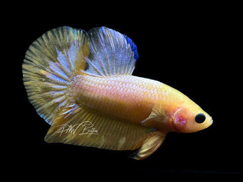 Yellow Fancy HMPK Male Betta | M2098