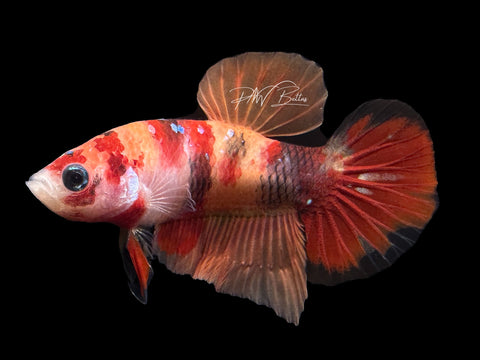 Marble Plakat Male Betta | M2373