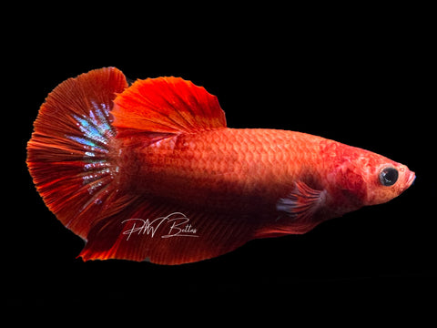 Hellgirl HMPK Female Betta | F1607