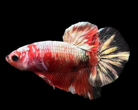 Red Marble Halfmoon Plakat Male Betta | M2058