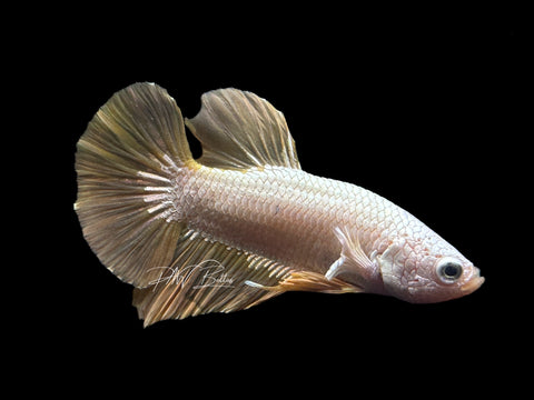 Yellow Dragon Halfmoon Plakat Male Betta | M2036