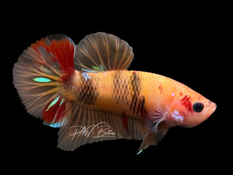 USA Bred | Nemo HMPK Male Betta | L29