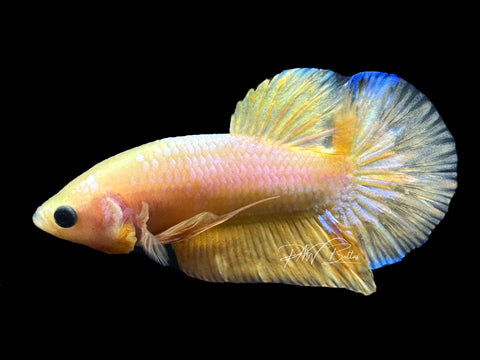 Yellow Fancy HMPK Male Betta | M2098