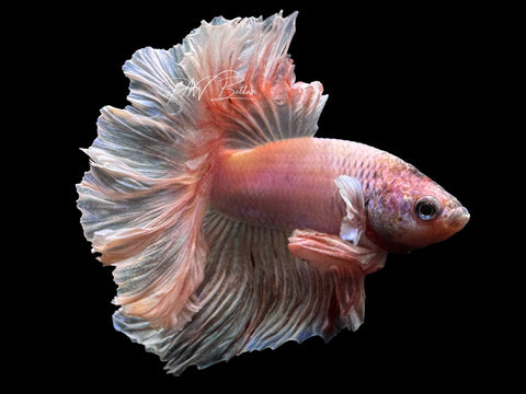 Lavander HM Male Betta | M2328