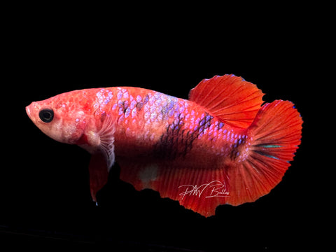 Marble HMPK Female Betta | F1587