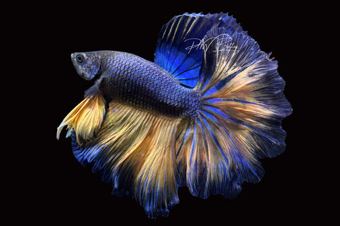 Mustard Halfmoon Male Betta | M2491