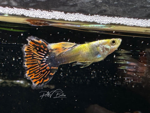 Mosaic Dumbo Guppy | Poecilia reticulata