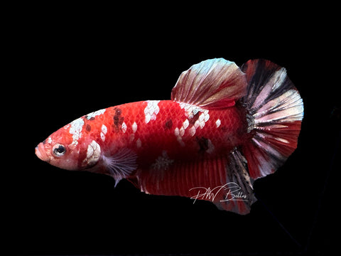 Red Copper HMPK Male Betta | M2104