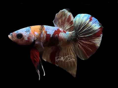 Marble HMPK Male Betta | M2200