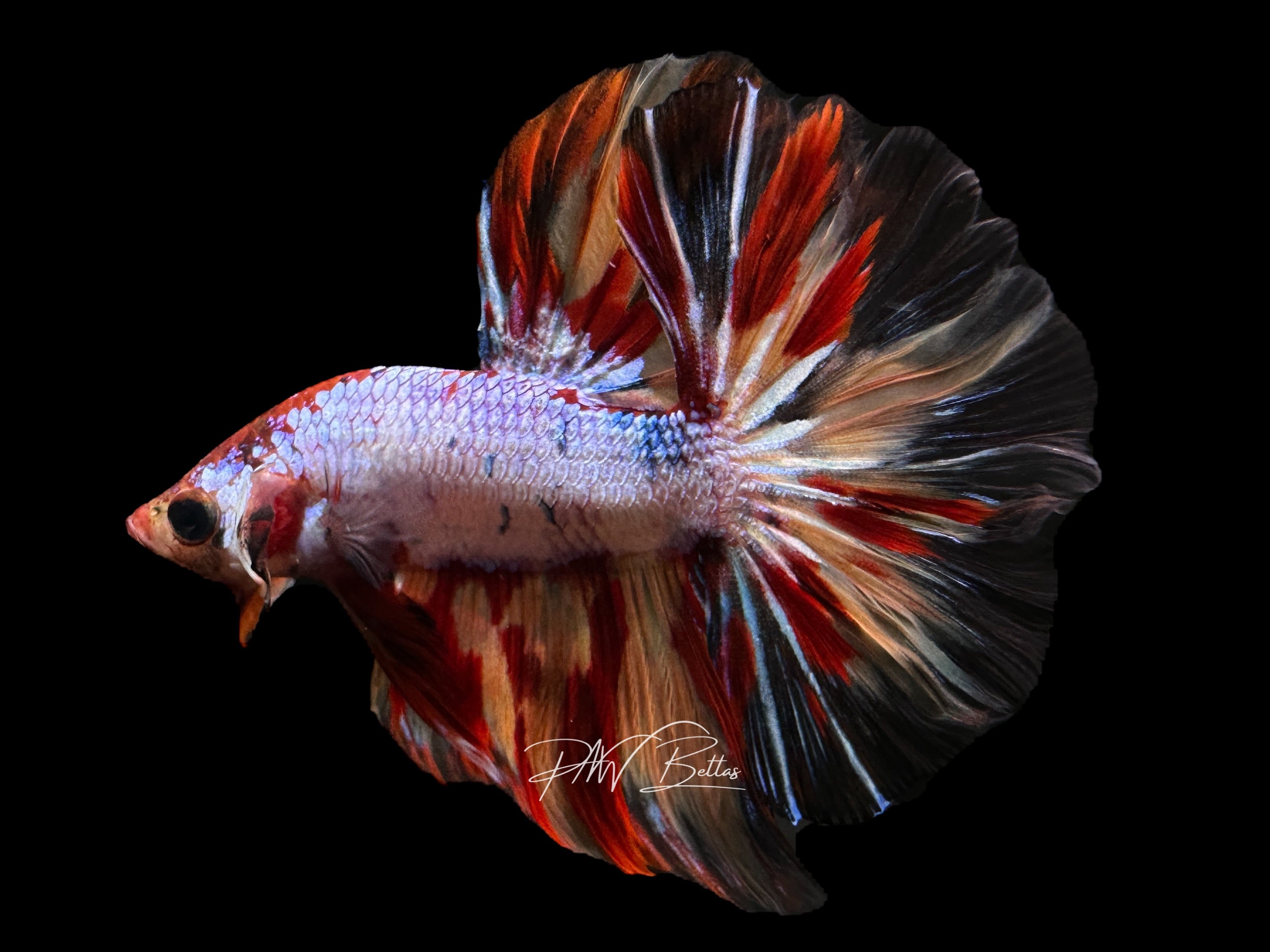 Candy Halfmoon Male Betta | M1841 – PNW Bettas