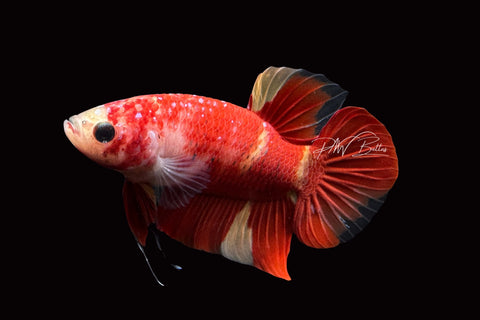 Nemo Plakat Male Betta | M2504