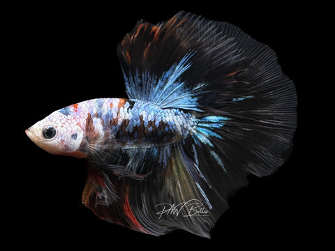 Koi HM Male Betta | M2168