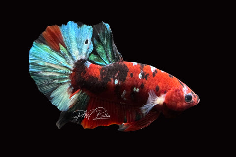 Red Galaxy HMPK Male Betta | M2486