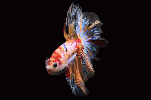 Candy Halfmoon Male Betta | M2492