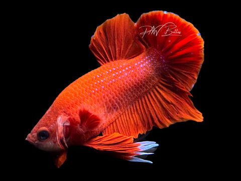 Super Red HMPK Male Betta | M2160