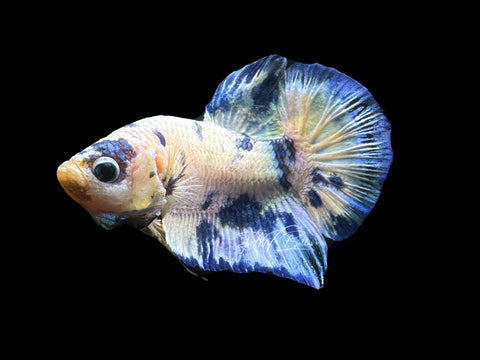 Blue Marble Dot HMPK Male Betta | M2227