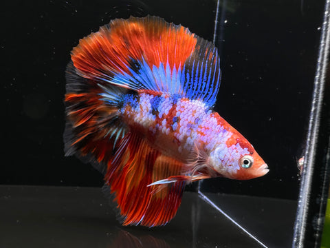 LIVE | Candy DTHM Male Betta | M2424