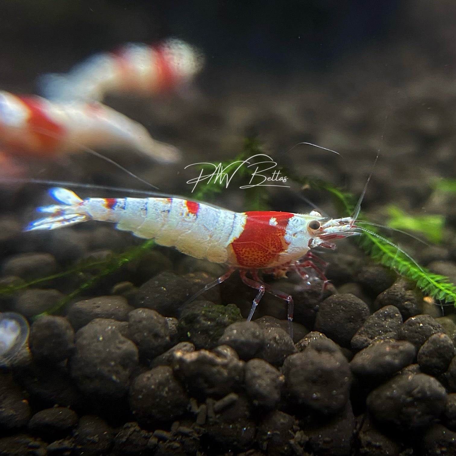 Crystal Red Shrimp | Caradina | S-SS – PNW Bettas