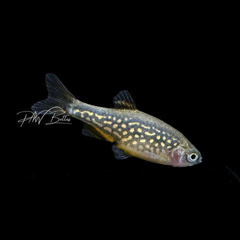 Celestial Pearl Danio | Celestichthys margaritatus