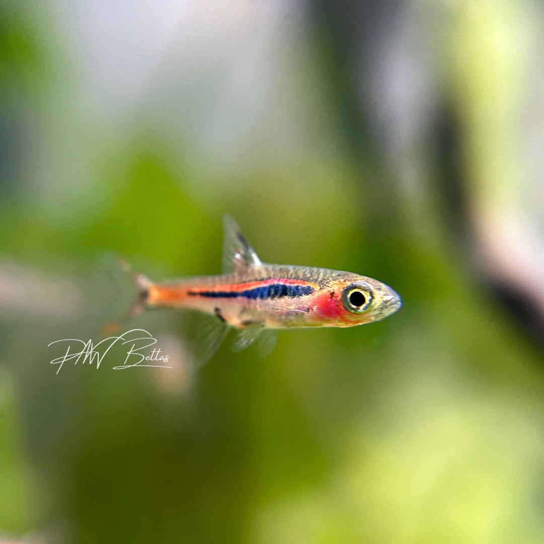 Chili Rasbora | Boraras brigittae – PNW Bettas