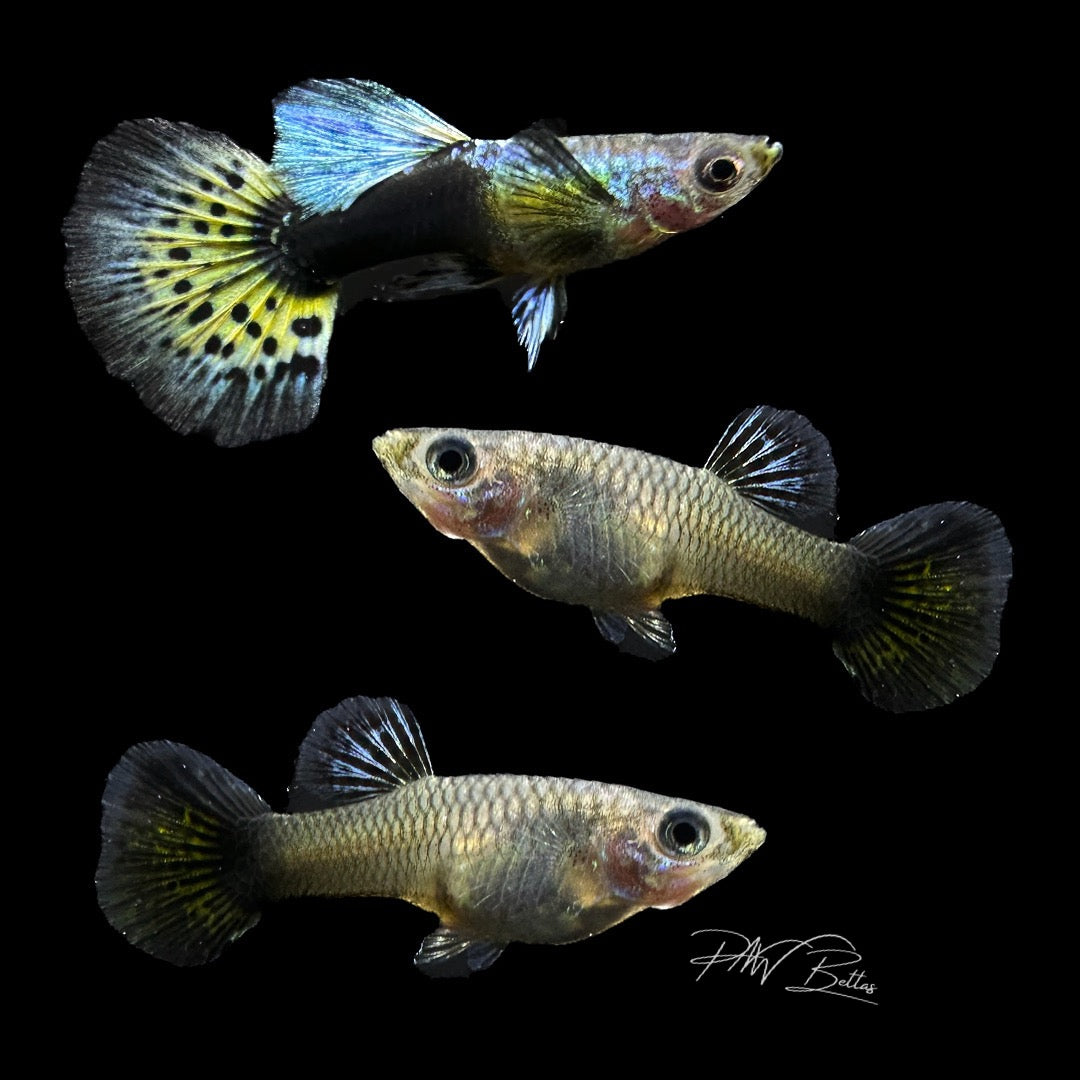 Young Blue/Yellow Mutt Guppy | Poecilia reticulatai – PNW Bettas