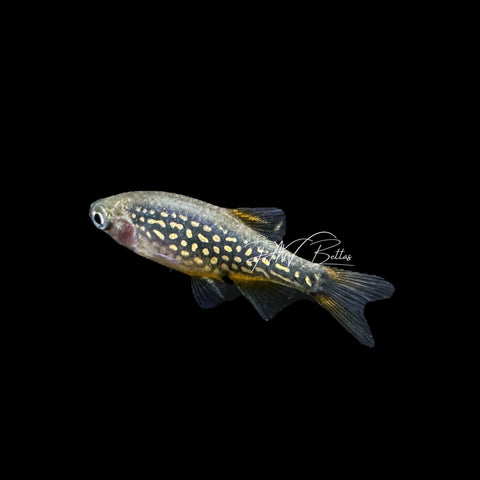 Celestial Pearl Danio | Celestichthys margaritatus